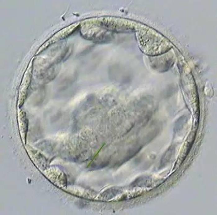 在经期最后一天同房